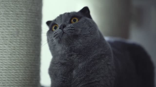 cute cat video