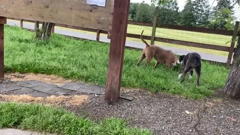 German Shepherd & Pitbull