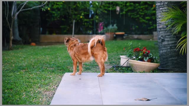 see the dog is waiting for his friend || what did he do.