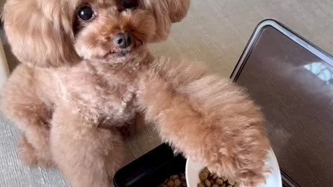 CUTE BABY DOG 🐶🐶