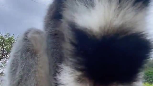 The raccoon