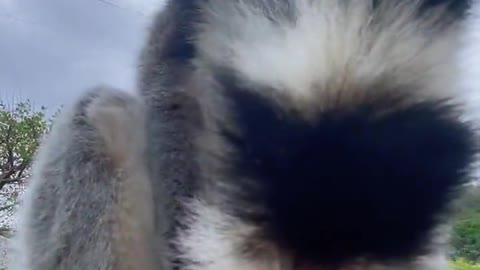 The raccoon