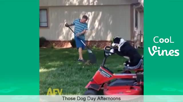 Try Not To Laugh Challenge - Funny Cat & Dog Vines compilation 2022