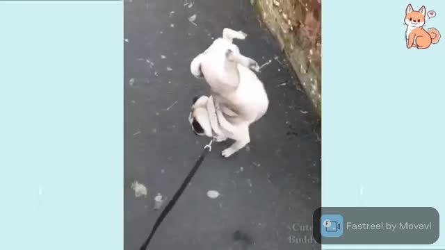 This dog has a unique way of peeing!