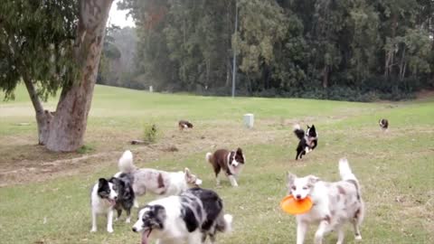 Cutes dogs | Cutest dog in the world | Cute dogs clips