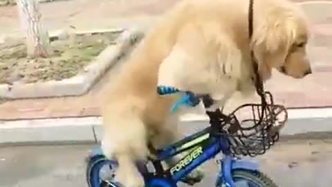 Riding a Bicycle <3