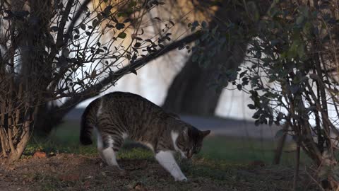 Cat Digging The Soil