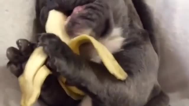 Dog and bananas