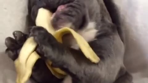 Dog and bananas