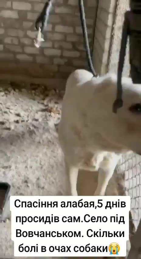 Good morning, Ukraine! 🇺🇦