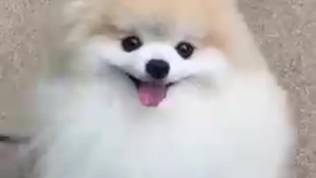 cute_#dog_short_video