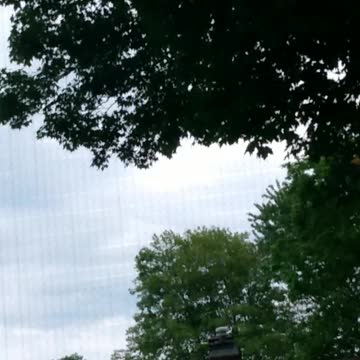 Baltimore Oriole Male