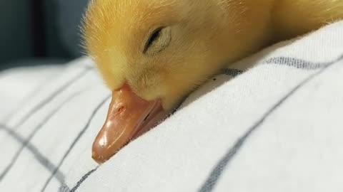 cute duck