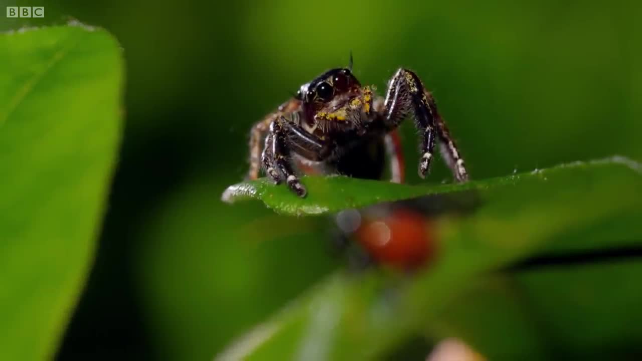 Kung Fu Mantis Vs Jumping Spider