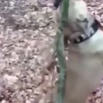 Try not to laugh-Cutest Kittens & Pups 9815