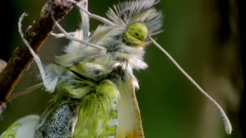 Heath Fritillary Butterfly Hatching | BBC Earth
