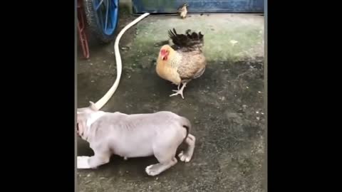 Dog run for chicken who is protecting is baby