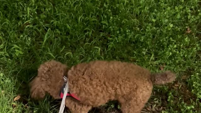 dog walking