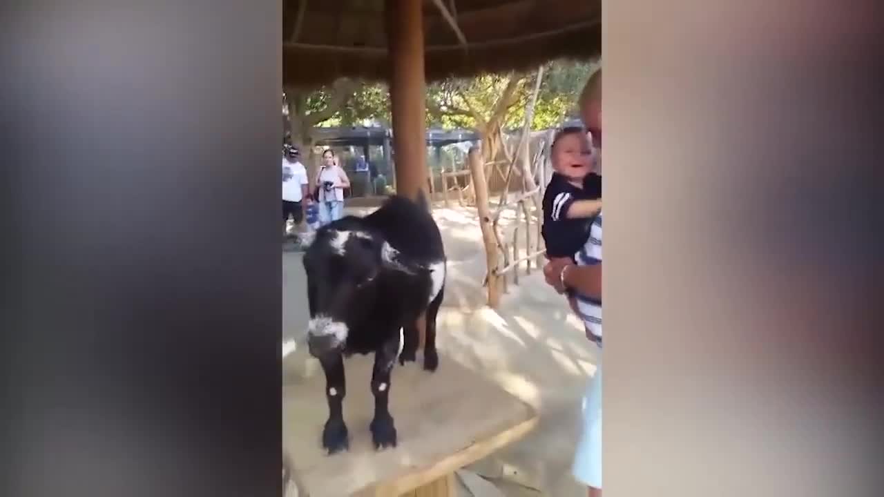 funny videos