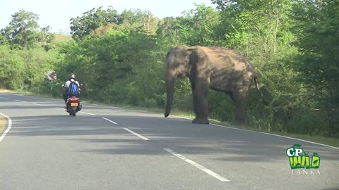 Wild elephant chasing vehicles.