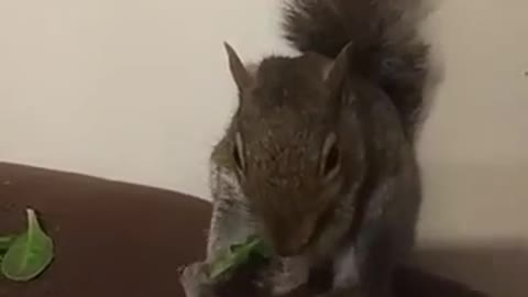 Squeaky Eating his Power Greens