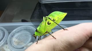 Leaf Katydid From Malaysia (Ancylecha fenestrata)