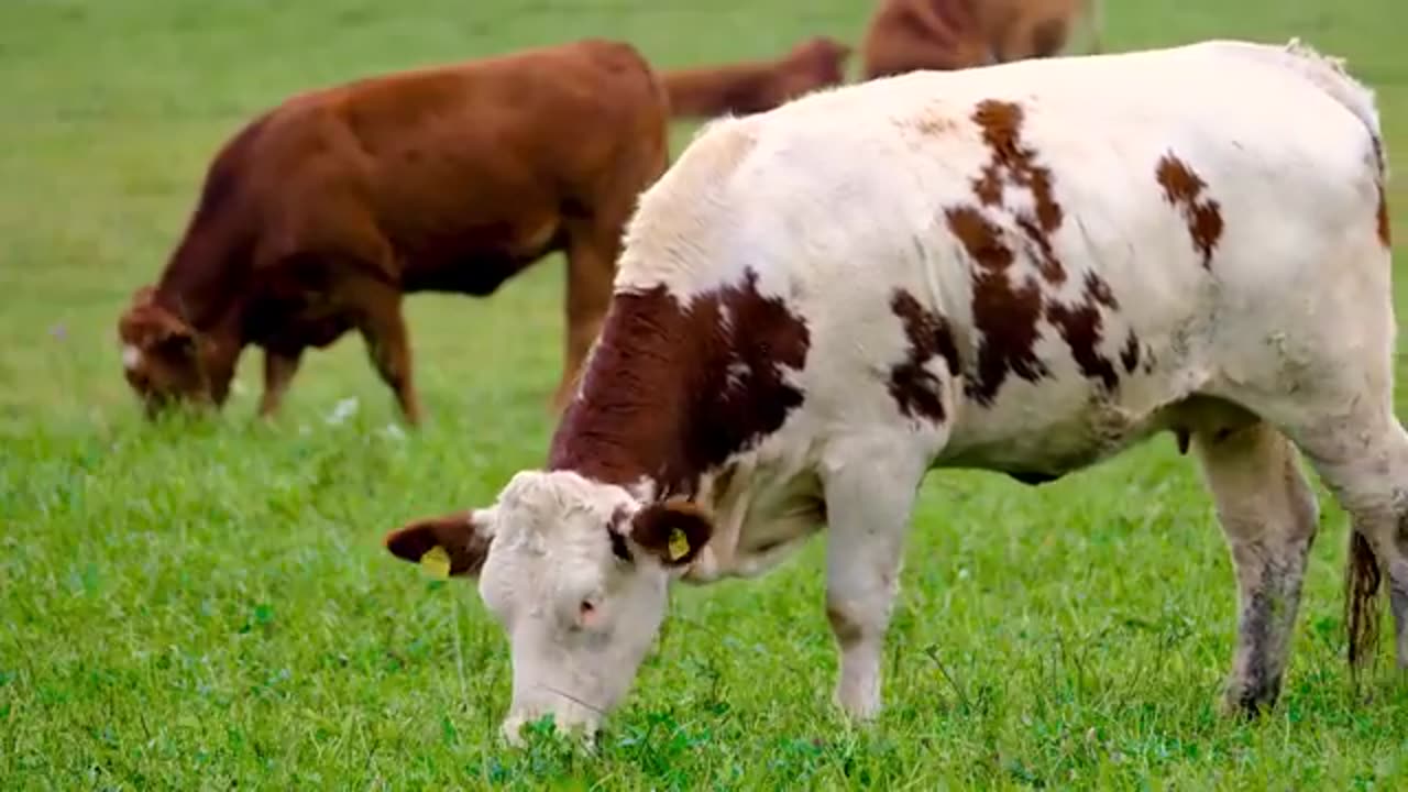 Cow eating a food 🥑