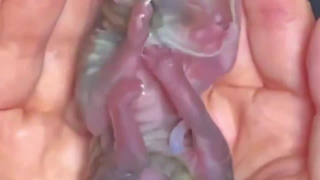 Cute tiger🐅 baby, new born | amazing tiger baby