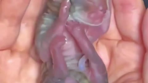 Cute tiger🐅 baby, new born | amazing tiger baby