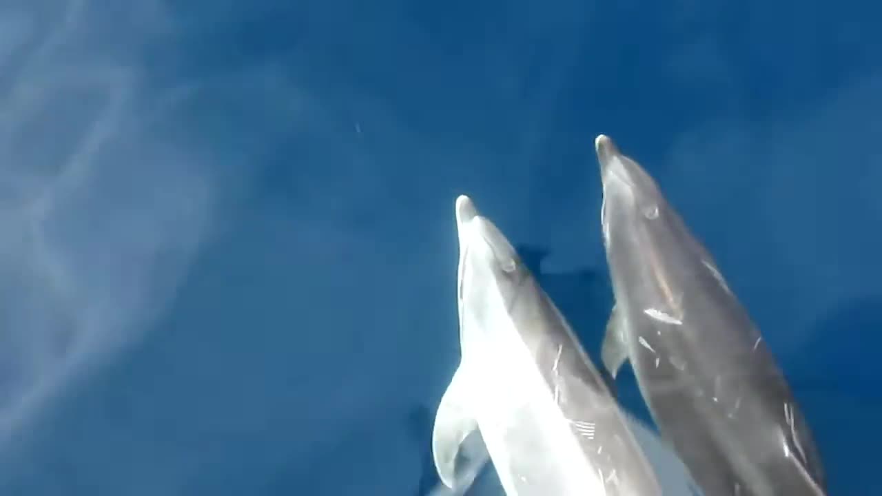 Close up dolphins swimming with the boat