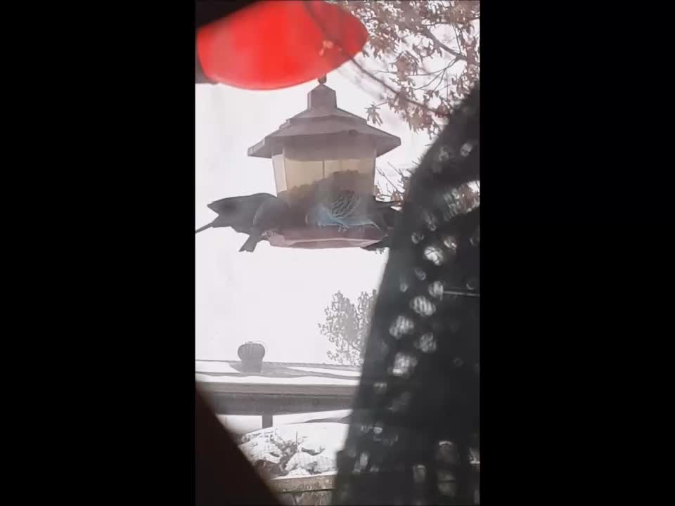 Parakeet in a Blizzard