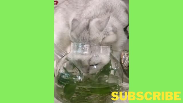 Cute and Funny cat Drinking Water from the Jar😍 🥰 😘