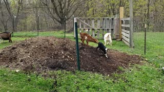 Baby goats first day outside.