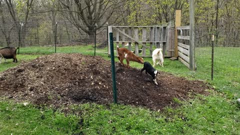 Baby goats first day outside.