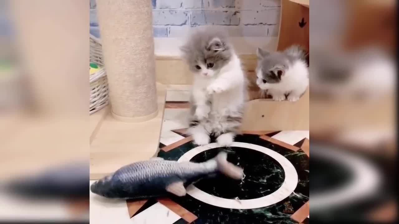 Funny & cute cat video