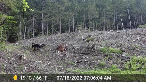 Baby Black bear passing through in the early morning