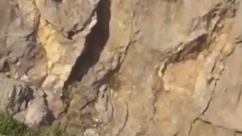 Bear climber