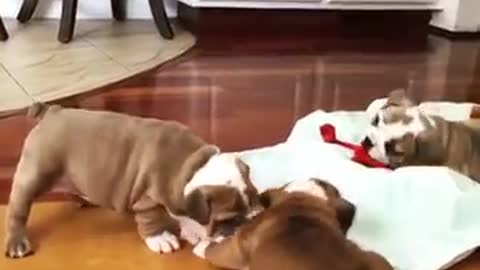 Play time for my little ones
