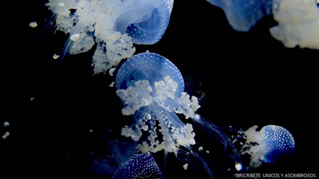 MEDUSAS, PELIGROSAS Y HERMOSAS