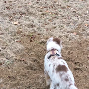 Little puppy loves to dig in the sand