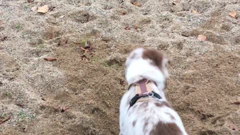 Little puppy loves to dig in the sand