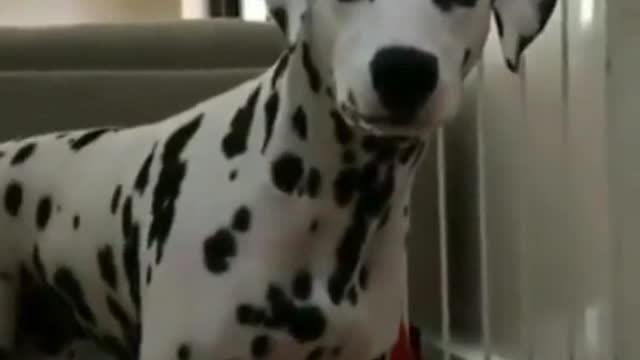 No, no, no, don't come here, I don't need your help