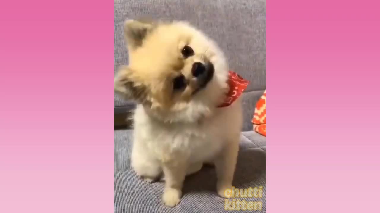 Most funny video of animals 🤣😂
