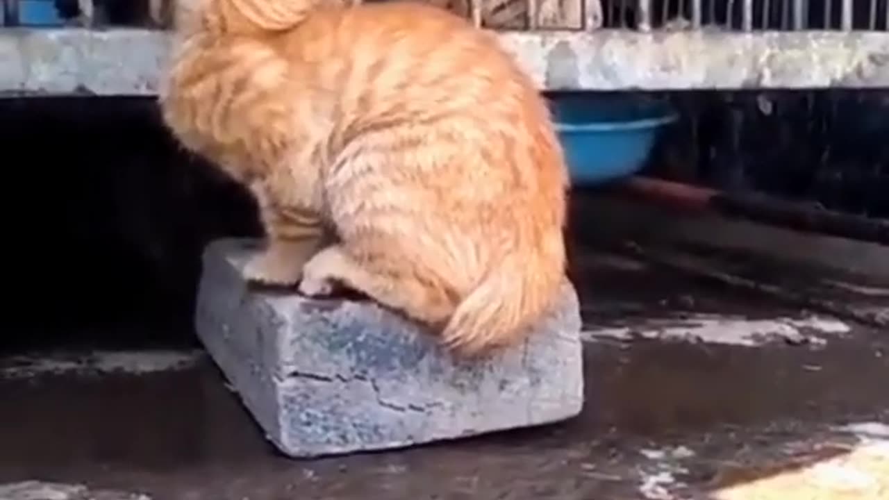 Cat and lion funny video