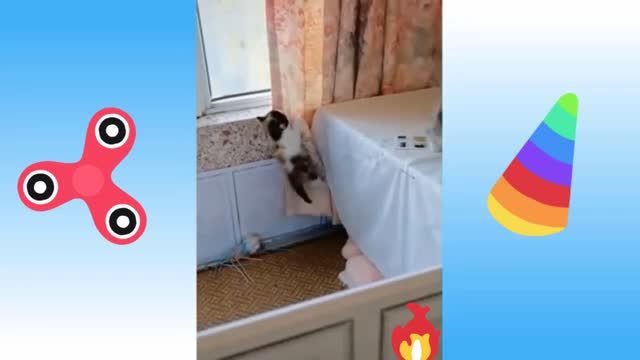 Try Not To Laugh Watching | Funniest Animals Vines 2021