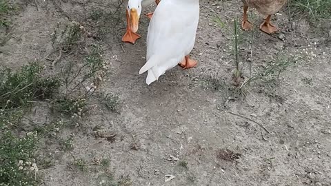 Duck