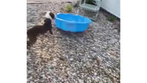 Doggo losing his mind *hilarious video*