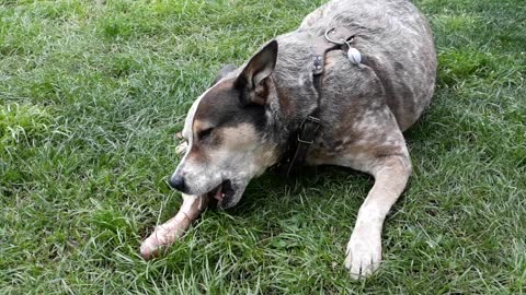 Australian Red Cattledog eating a very large pork bone.