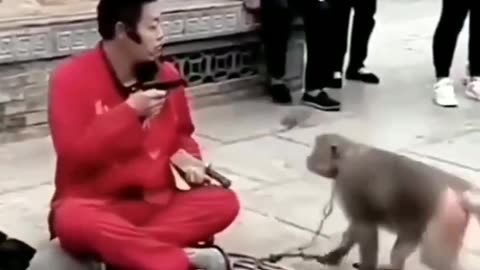 Funny monkey