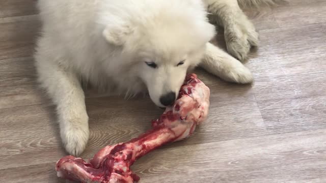 dog gnaws a bone